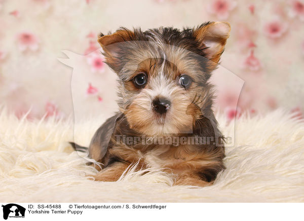 Yorkshire Terrier Welpe / Yorkshire Terrier Puppy / SS-45488