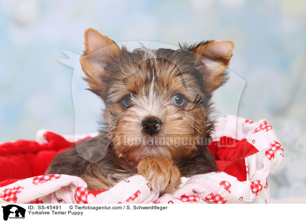 Yorkshire Terrier Welpe / Yorkshire Terrier Puppy / SS-45491