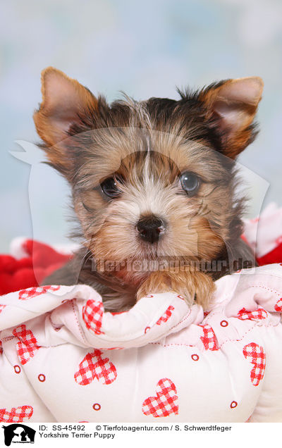 Yorkshire Terrier Welpe / Yorkshire Terrier Puppy / SS-45492