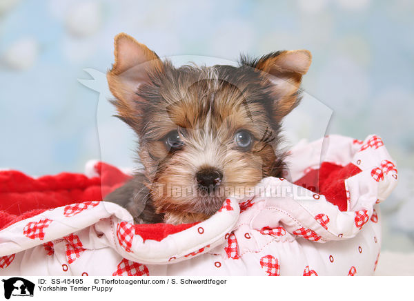Yorkshire Terrier Welpe / Yorkshire Terrier Puppy / SS-45495