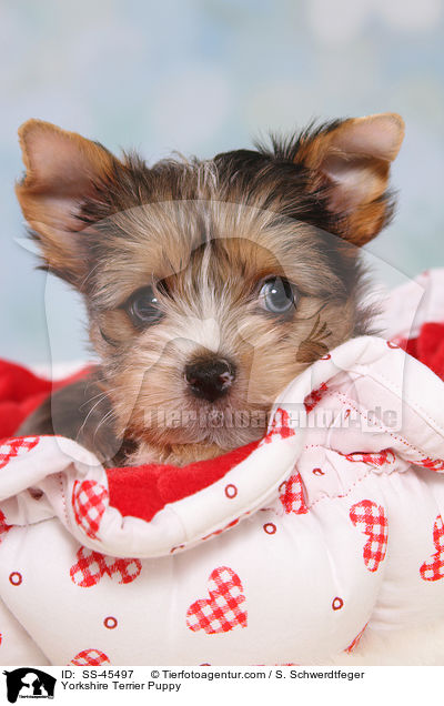Yorkshire Terrier Welpe / Yorkshire Terrier Puppy / SS-45497