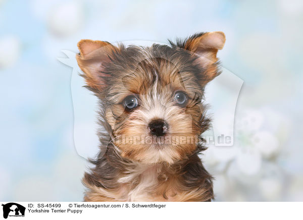 Yorkshire Terrier Welpe / Yorkshire Terrier Puppy / SS-45499