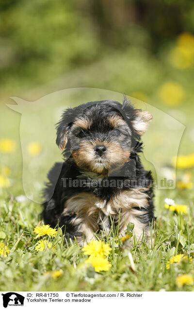 Yorkshire Terrier auf Wiese / Yorkshire Terrier on meadow / RR-81750