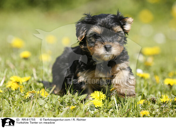 Yorkshire Terrier auf Wiese / Yorkshire Terrier on meadow / RR-81755