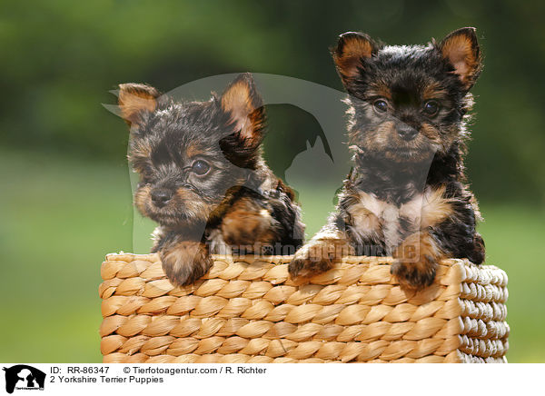 2 Yorkshire Terrier Puppies / RR-86347