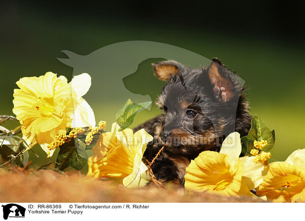 Yorkshire Terrier Puppy / RR-86369