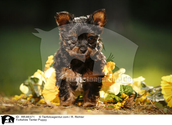 Yorkshire Terrier Puppy / RR-86371