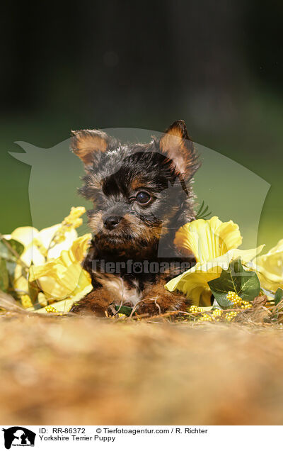 Yorkshire Terrier Puppy / RR-86372