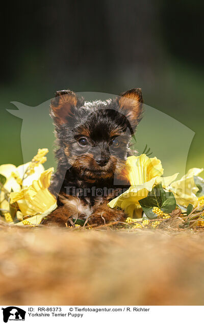 Yorkshire Terrier Puppy / RR-86373