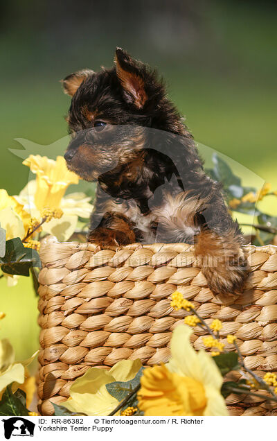 Yorkshire Terrier Puppy / RR-86382