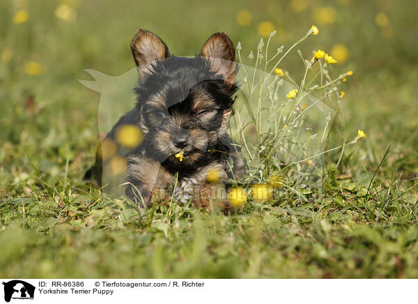Yorkshire Terrier Puppy / RR-86386