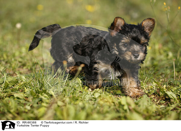 Yorkshire Terrier Puppy / RR-86388