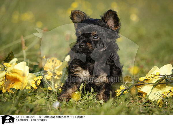 Yorkshire Terrier Puppy / RR-86394