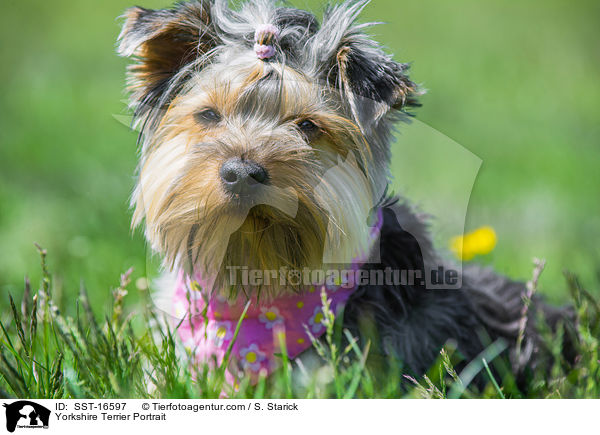 Yorkshire Terrier Portrait / SST-16597