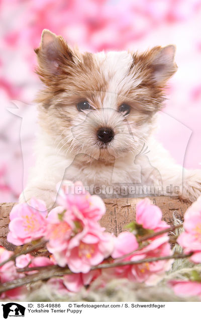 Yorkshire Terrier Puppy / SS-49886