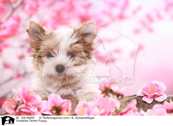 Yorkshire Terrier Puppy / SS-49887