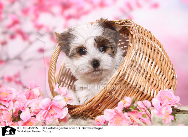 Yorkshire Terrier Puppy / SS-49915