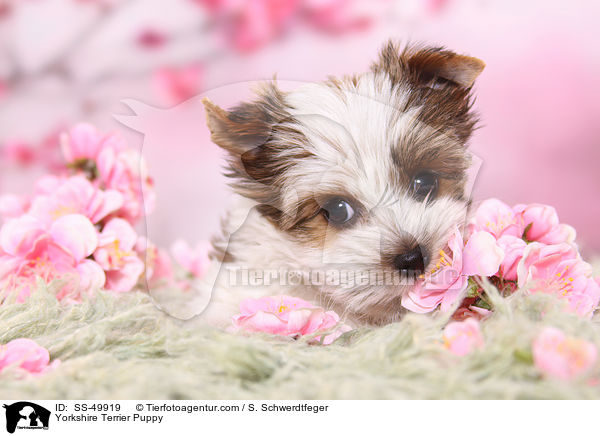 Yorkshire Terrier Puppy / SS-49919