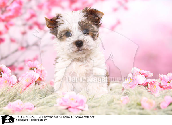 Yorkshire Terrier Puppy / SS-49923
