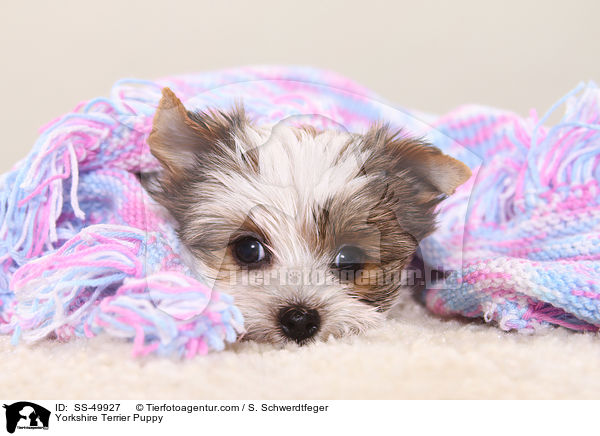 Yorkshire Terrier Puppy / SS-49927