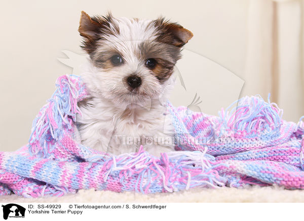 Yorkshire Terrier Puppy / SS-49929