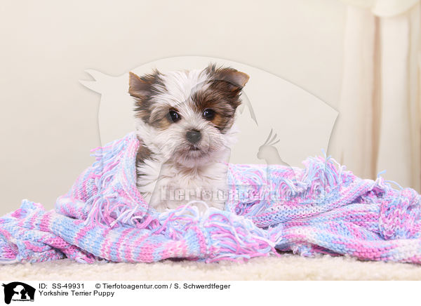 Yorkshire Terrier Puppy / SS-49931
