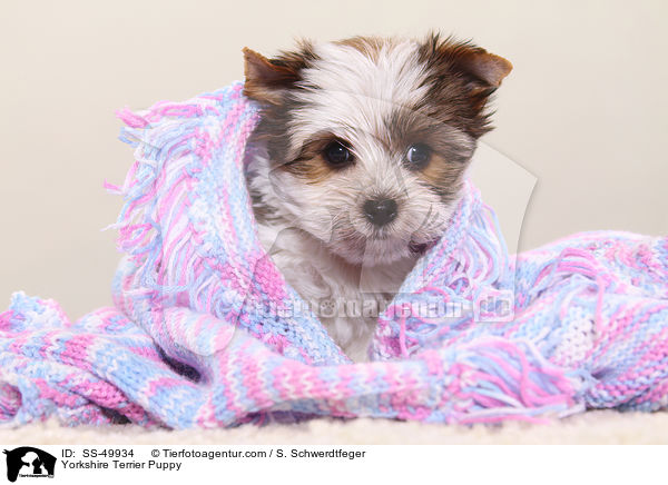 Yorkshire Terrier Puppy / SS-49934