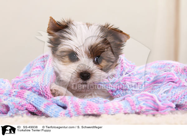 Yorkshire Terrier Puppy / SS-49938