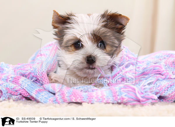 Yorkshire Terrier Puppy / SS-49939