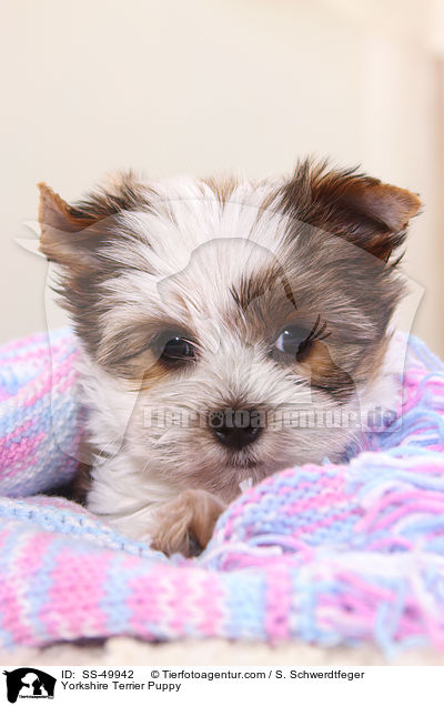 Yorkshire Terrier Puppy / SS-49942