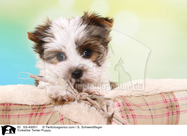 Yorkshire Terrier Puppy / SS-49951
