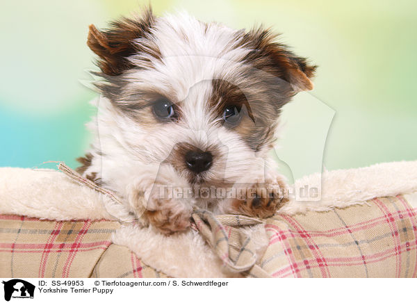 Yorkshire Terrier Puppy / SS-49953