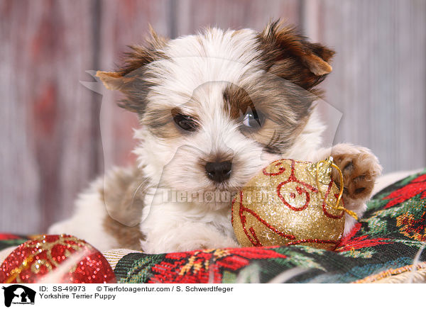 Yorkshire Terrier Puppy / SS-49973