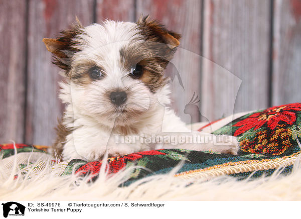 Yorkshire Terrier Puppy / SS-49976