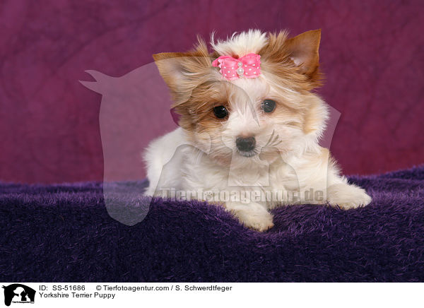 Yorkshire Terrier Puppy / SS-51686