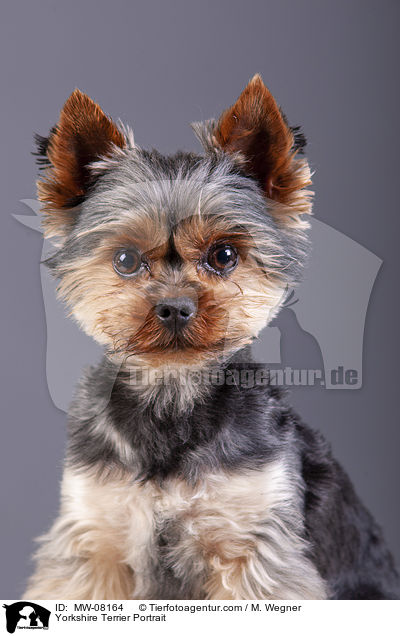 Yorkshire Terrier Portrait / Yorkshire Terrier Portrait / MW-08164