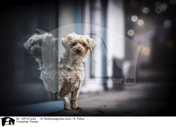 Yorkshire Terrier / Yorkshire Terrier / KFI-01222