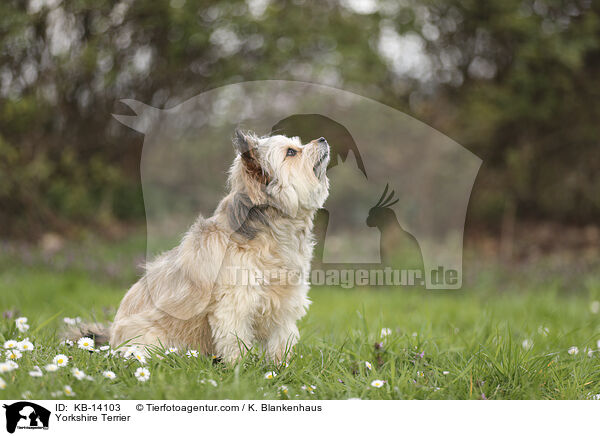 Yorkshire Terrier / Yorkshire Terrier / KB-14103