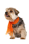 Yorkshire Terrier with shawl