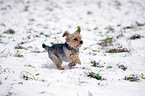 running Yorkshire Terrier