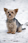 sitting Yorkshire Terrier