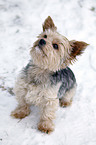 sitting Yorkshire Terrier