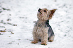 sitting Yorkshire Terrier