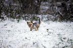 urinating Yorkshire Terrier