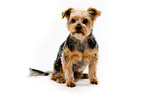 sitting Yorkshire Terrier