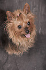 sitting Yorkshire Terrier