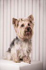 sitting Yorkshire Terrier