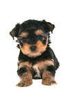 sitting Yorkshire Terrier Puppy