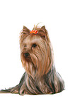 sitting Yorkshire Terrier