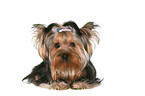 lying Yorkshire Terrier